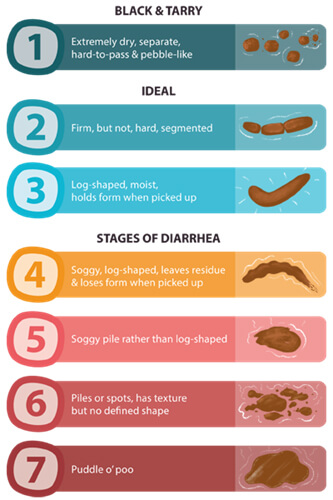 dog poop color chart find out what each color means dog poop 101 find
